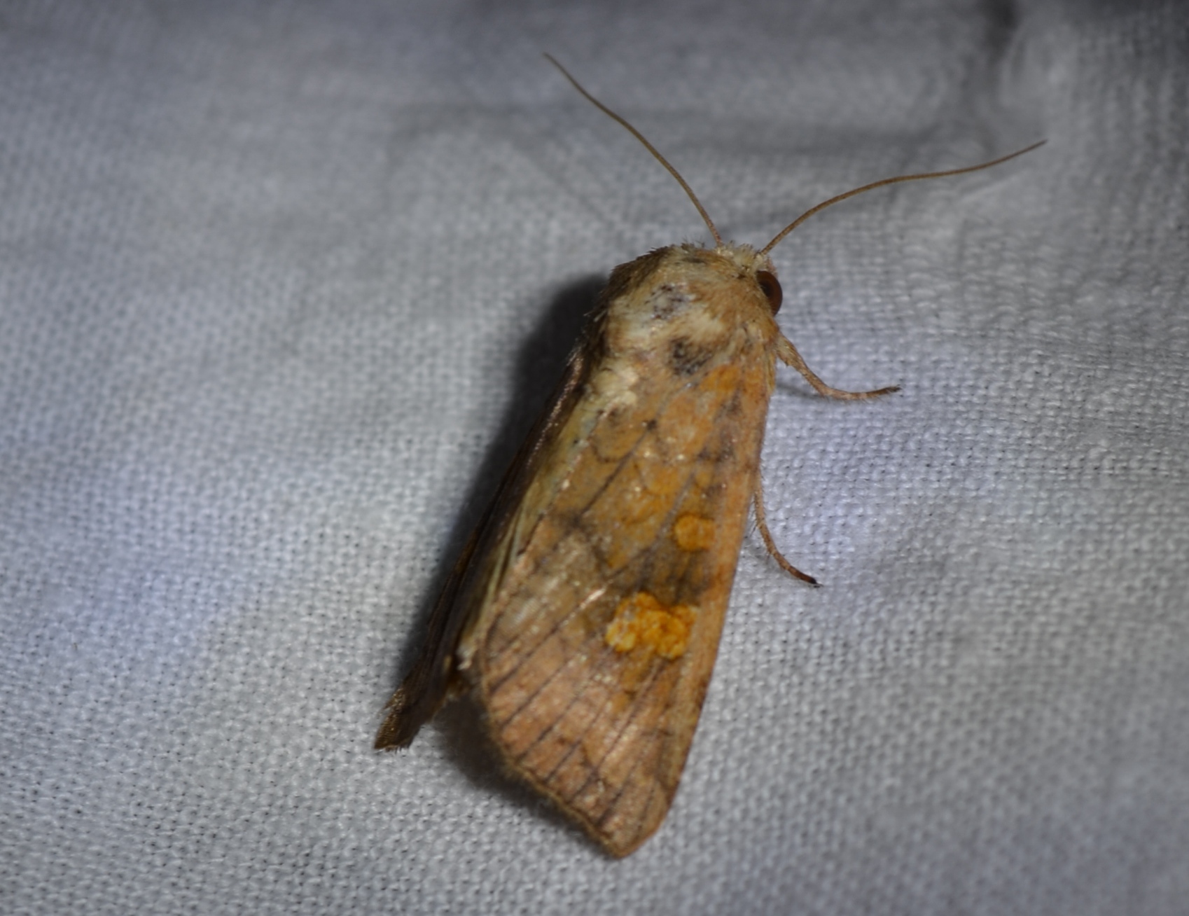 Amphipoea fucosa - hamiskás lápibagoly