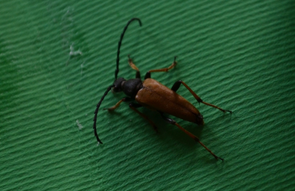 Stictoleptura rubra - vörös virágcincér