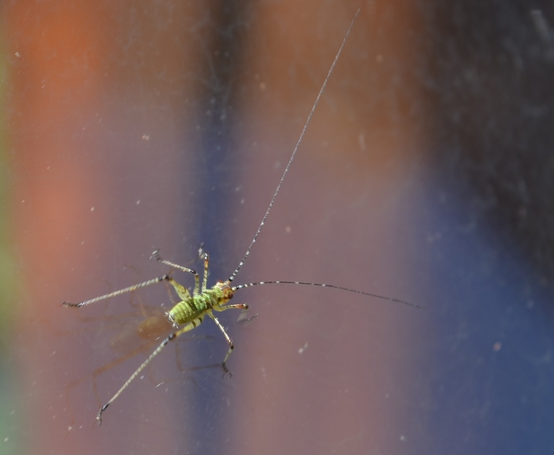 Phaneroptera