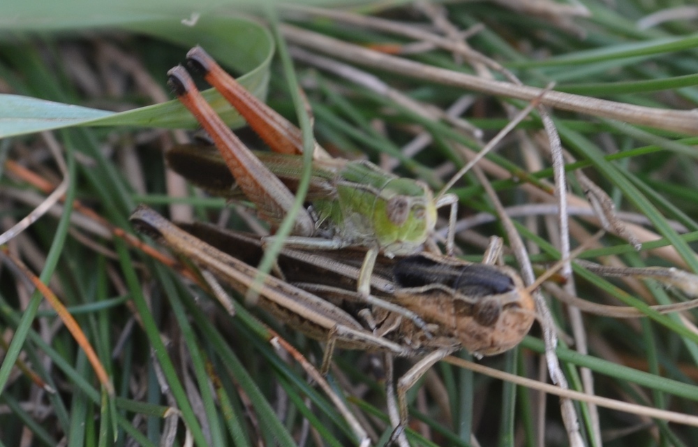 Stenobothrus lineatus - jajgató rétisáska