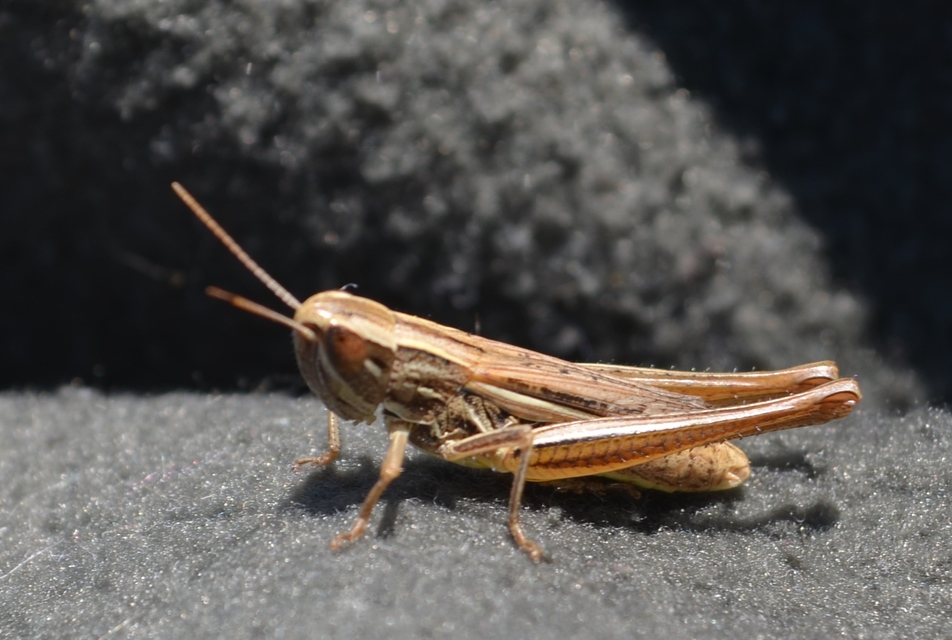 Euchorthippus declivus - rövidszárnyú rétisáska