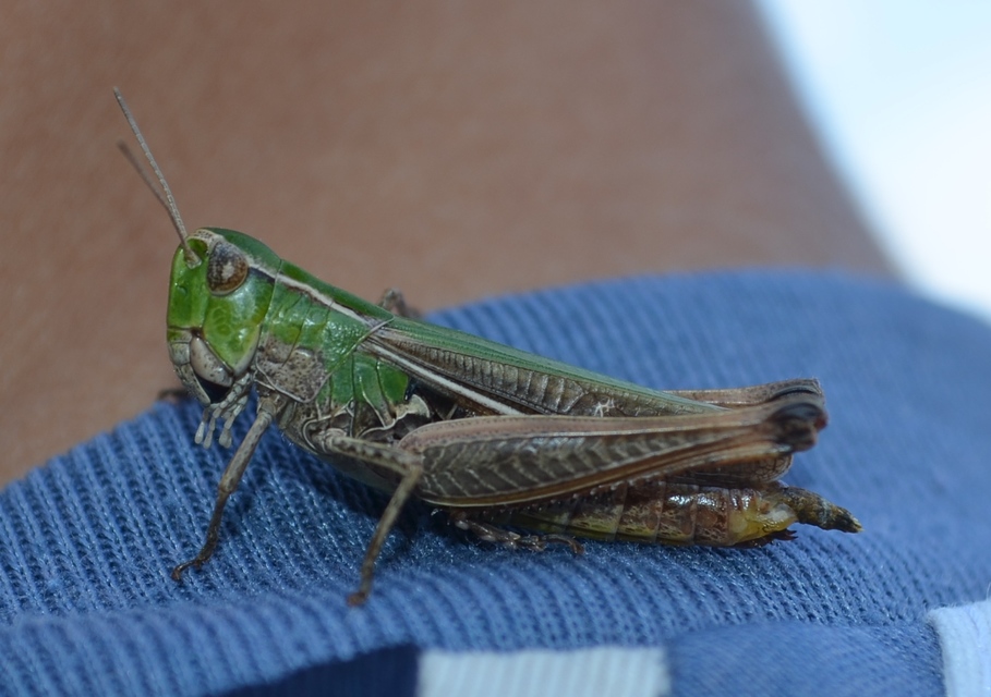Stenobothrus lineatus - jajgató rétisáska