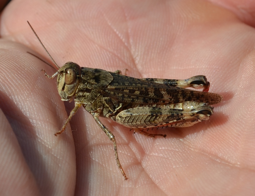 Calliptamus italicus - olaszsáska