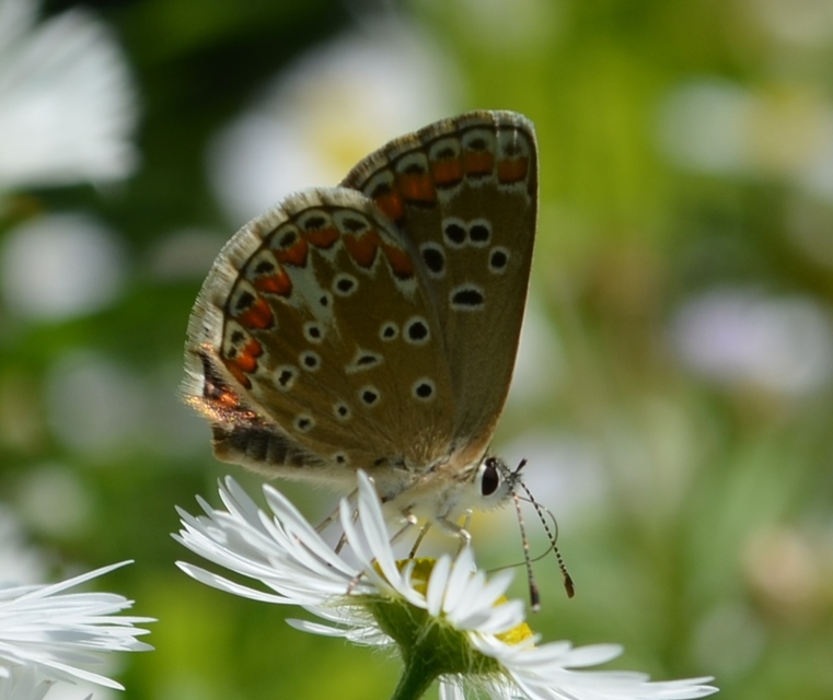 Aricia agestis - szerecsenboglárka