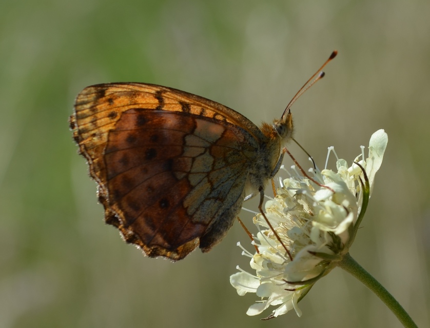 Brenthis daphne - málna-gyöngyházlepke Brenthis daphne - málna-gyöngyházlepke