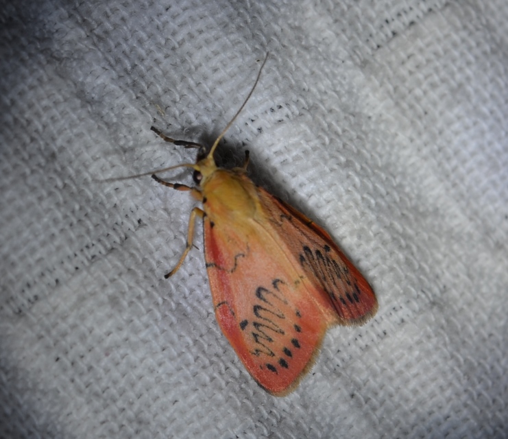 Miltochrista miniata - piros medvelepke