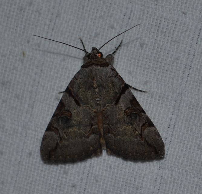 Catocala hymenaea - kökény-övesbagoly