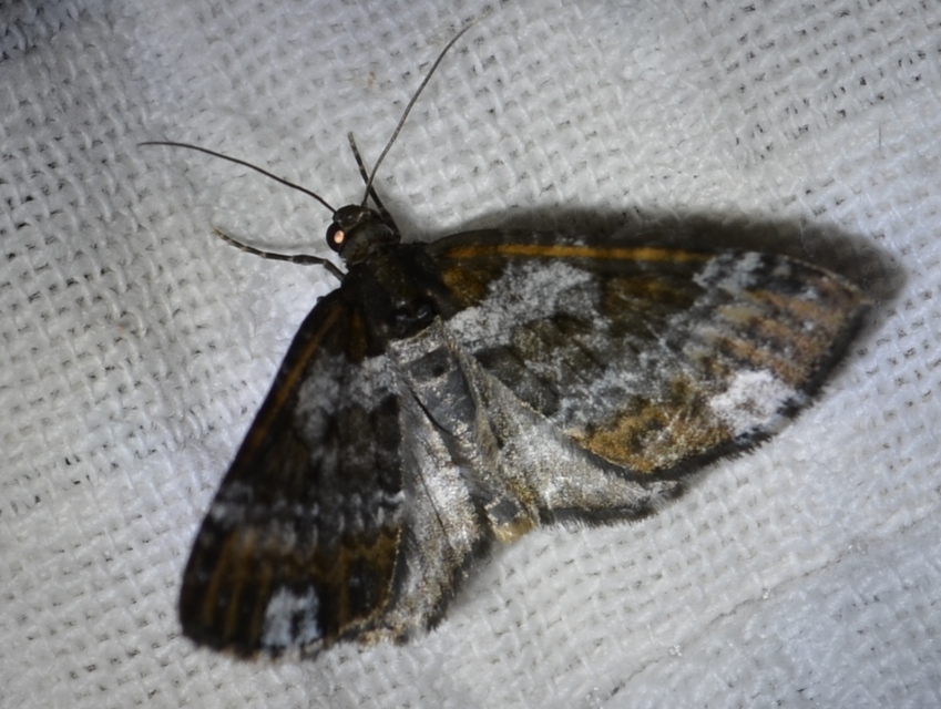 Melanthia procellata - hullámos tarkaaraszoló