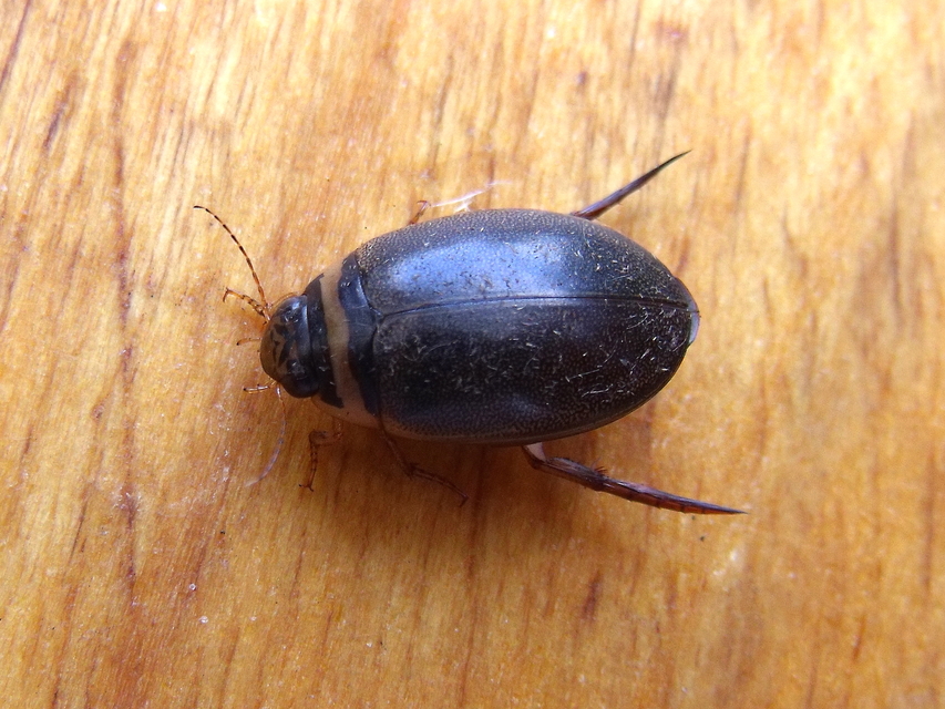 Graphoderus