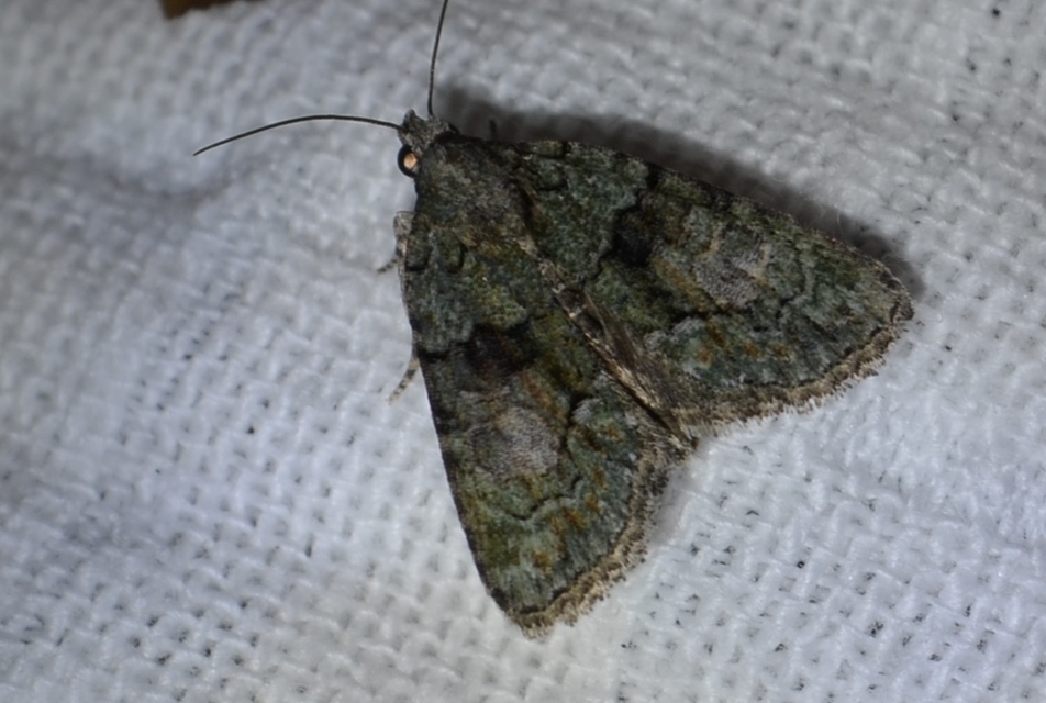 Cryphia algae - sárgászöld zuzmóbagoly