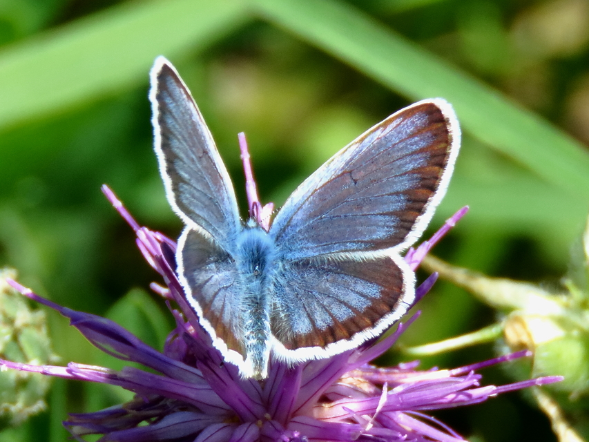 Plebejus argus - ezüstös boglárka