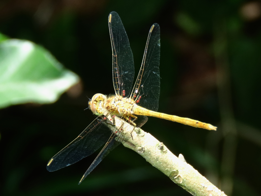 Sympetrum meridionale - fakó katona-szitakötő