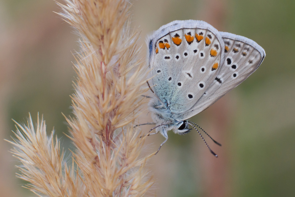 Polyommatus icarus - közönséges boglárka