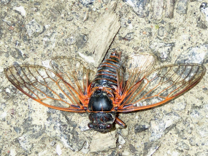 Tibicina haematodes - óriás-énekeskabóca