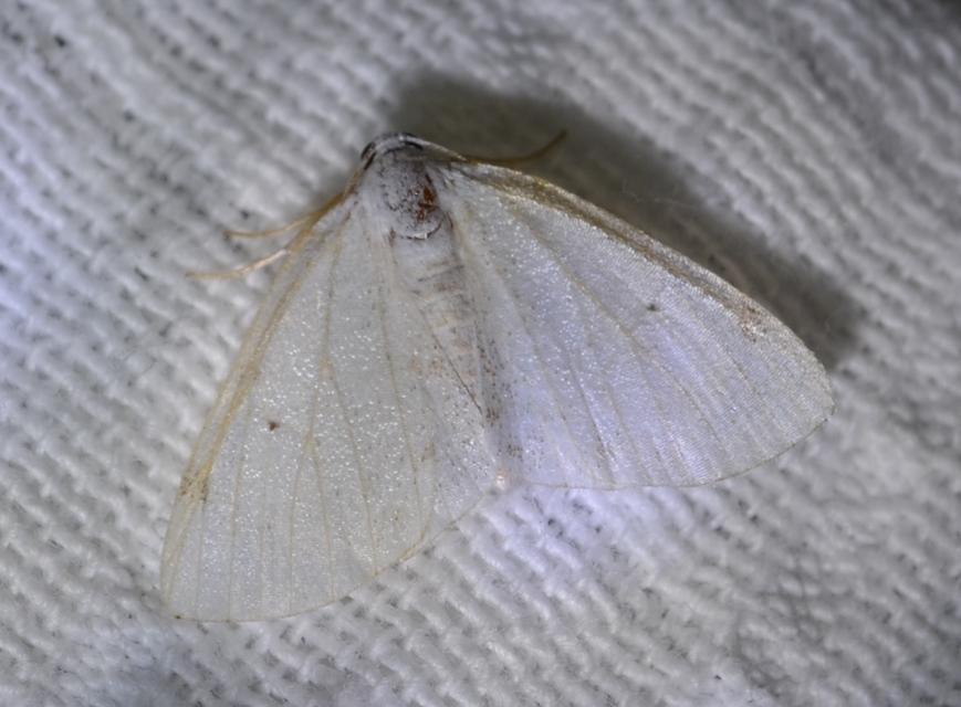 Lomographa bimaculata - kétpontos fehéraraszoló