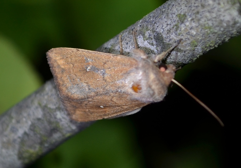 Mythimna albipuncta - fehérpettyes rétibagoly