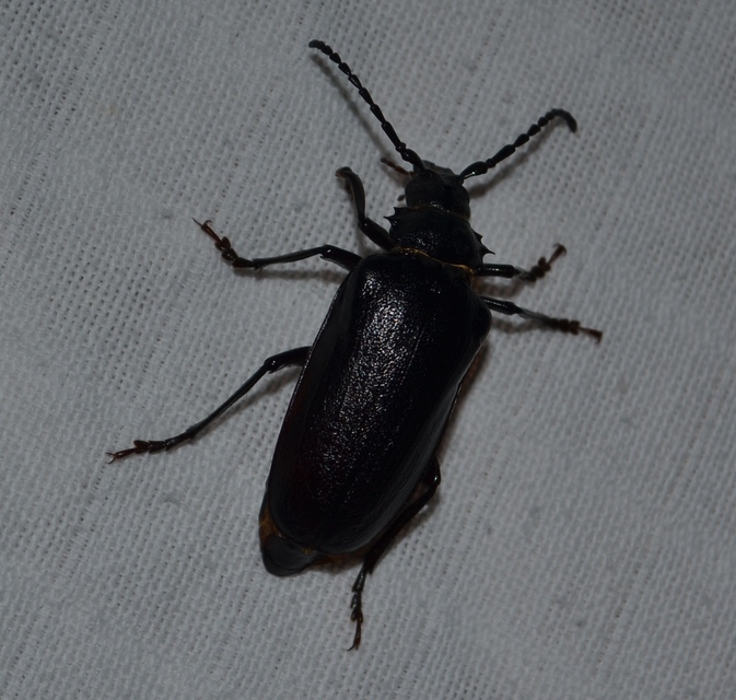 Prionus coriarius - csőszcincér
