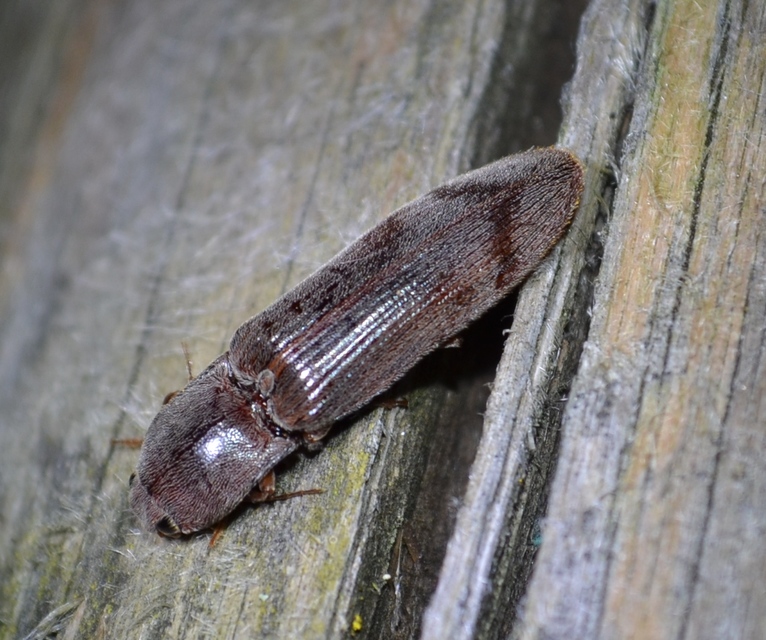 Stenagostus rhombeus - rombusznyakú pattanó