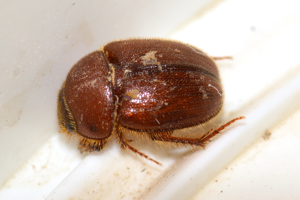 Ochodaeus chrysomeloides - alkonyati homoktúróbogár Ochodaeus chrysomeloides - alkonyati homoktúróbogár