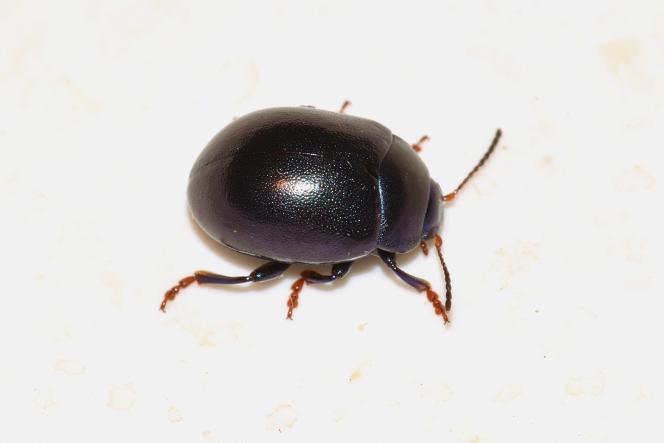 Chrysolina sturmi - vöröslábú levelész