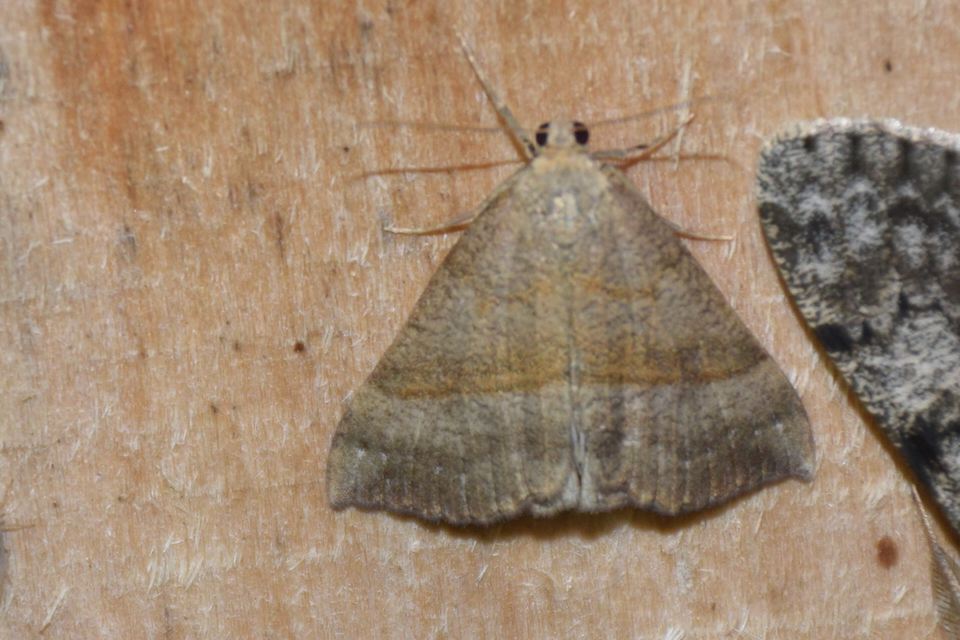 Hypena proboscidalis - ormányos karcsúbagoly