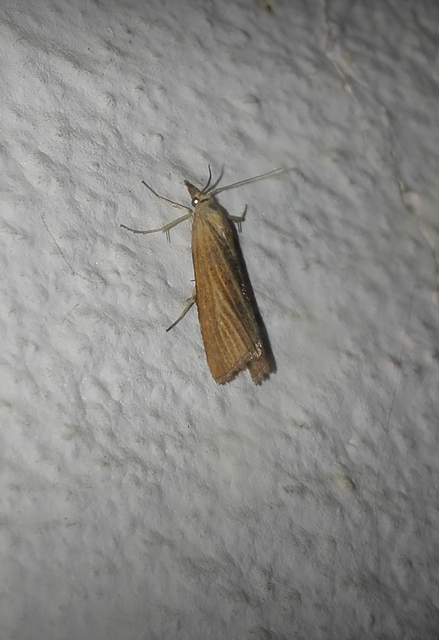 Pediasia luteella - agyagsárga fűgyökérmoly
