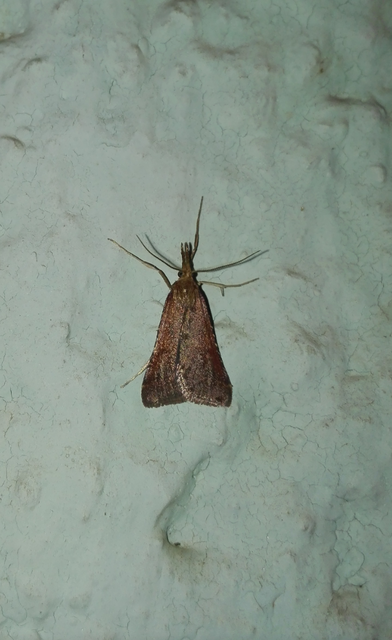 Synaphe punctalis - hosszúlábú fényilonca