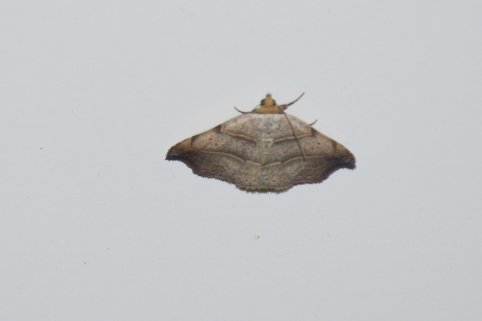 Laspeyria flexula - zuzmóbagoly