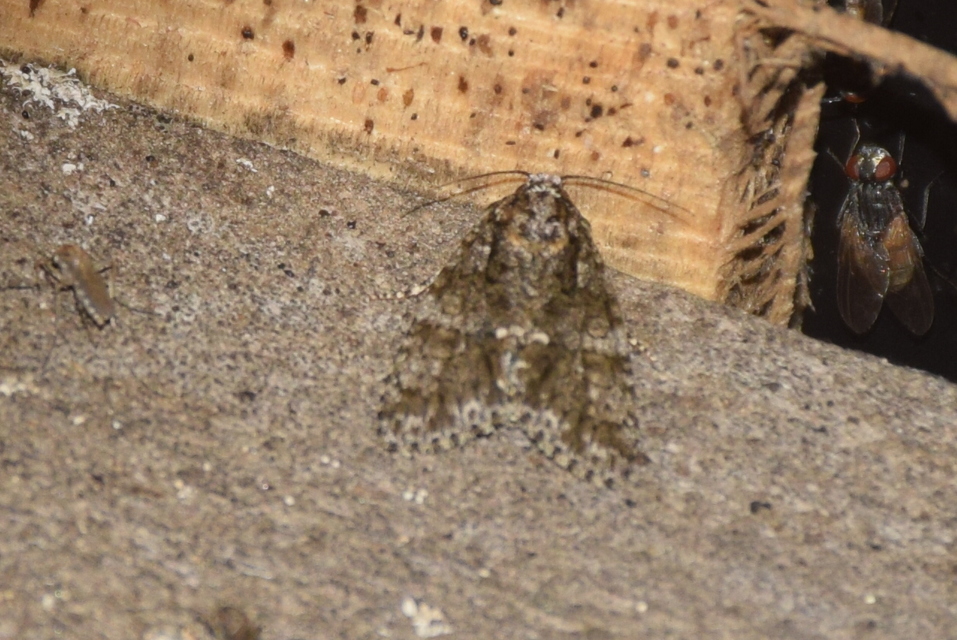 Acronicta rumicis - sóska-szigonyosbagoly