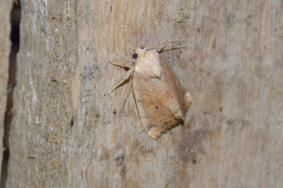 Cosmia trapezina - közönséges lombbagoly
