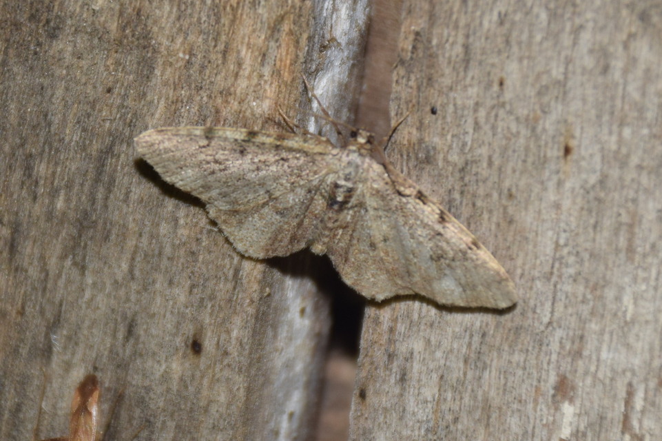 Parectropis similaria - barna zuzmóaraszoló