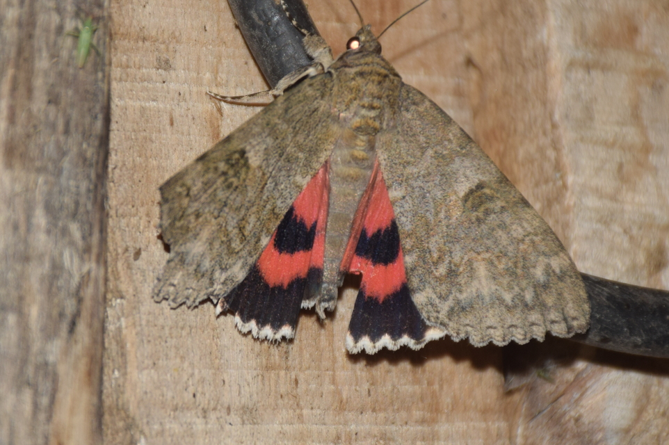 Catocala nupta - piros övesbagoly