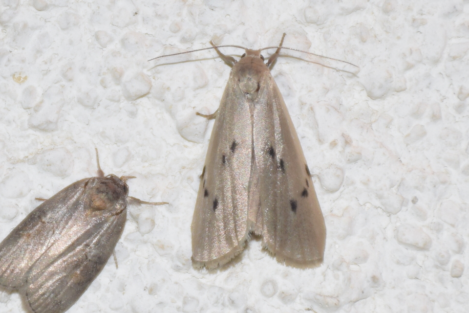 Pelosia muscerda - hamvas zuzmószövő