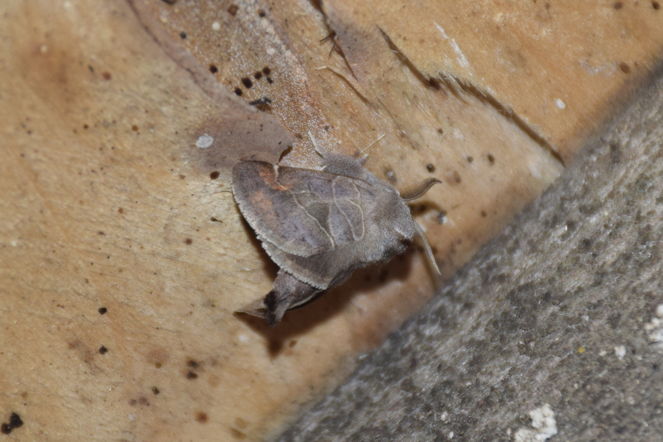 Clostera pigra - apró levélszövő