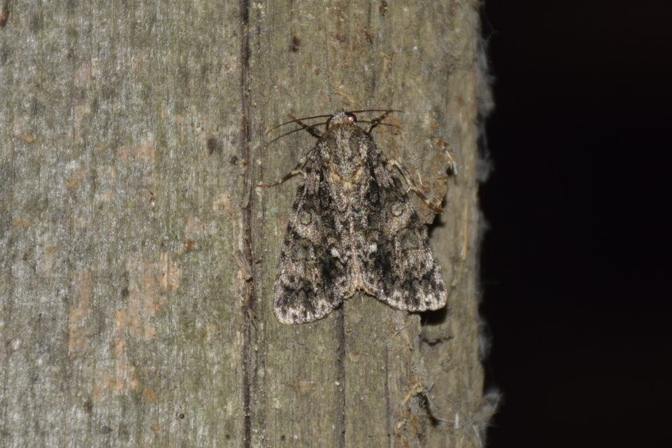 Acronicta rumicis - sóska-szigonyosbagoly