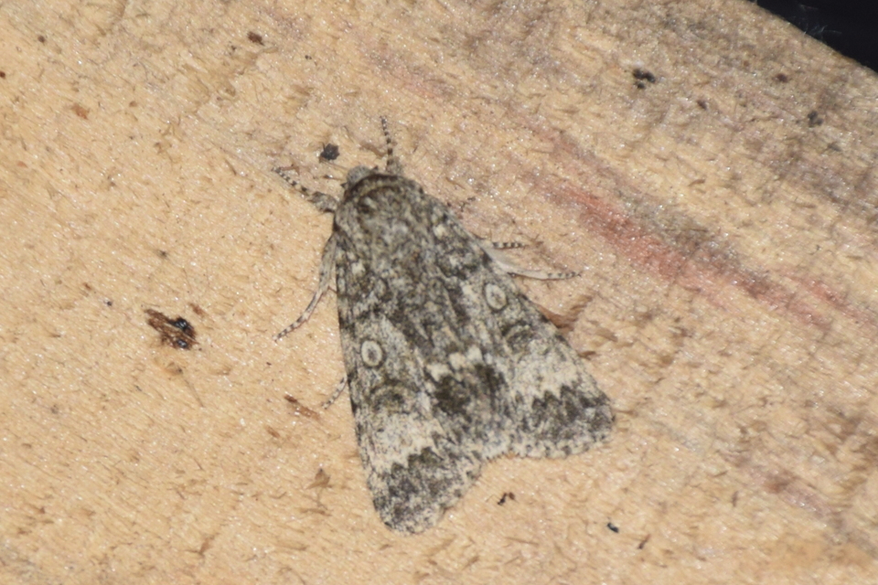 Acronicta megacephala - nagyfejű szigonyosbagoly