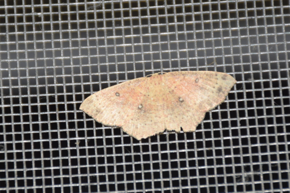 Cyclophora porata - körös pettyesaraszoló