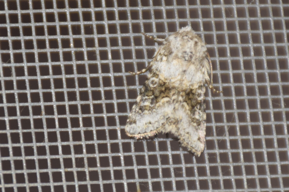 Hecatera bicolorata - világos kertibagoly