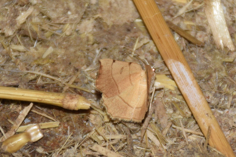 Eilicrinia trinotata - háromjegyű araszoló