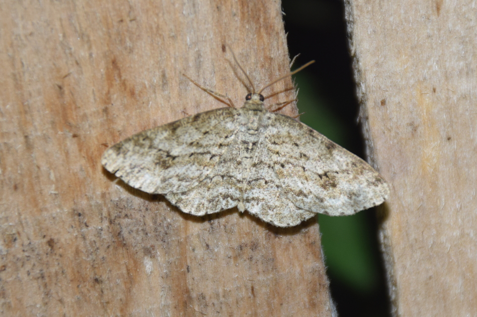 Ectropis crepuscularia - avararaszoló
