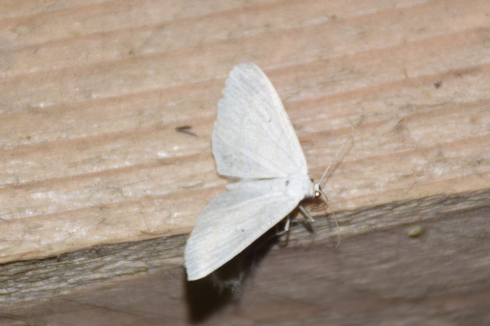 Scopula subpunctaria - törtvonalas sávosaraszoló