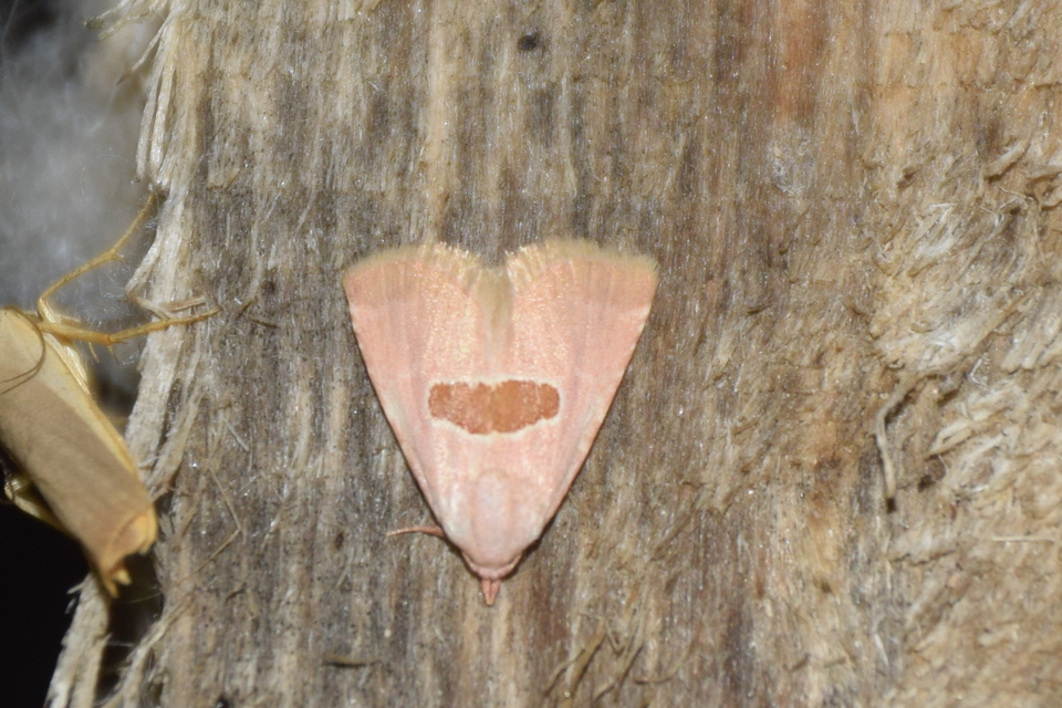 Calymma communimacula - pajzstetűfaló bagoly