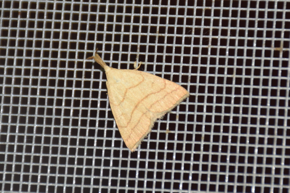 Polypogon tentacularia - sötétaljú karcsúbagoly