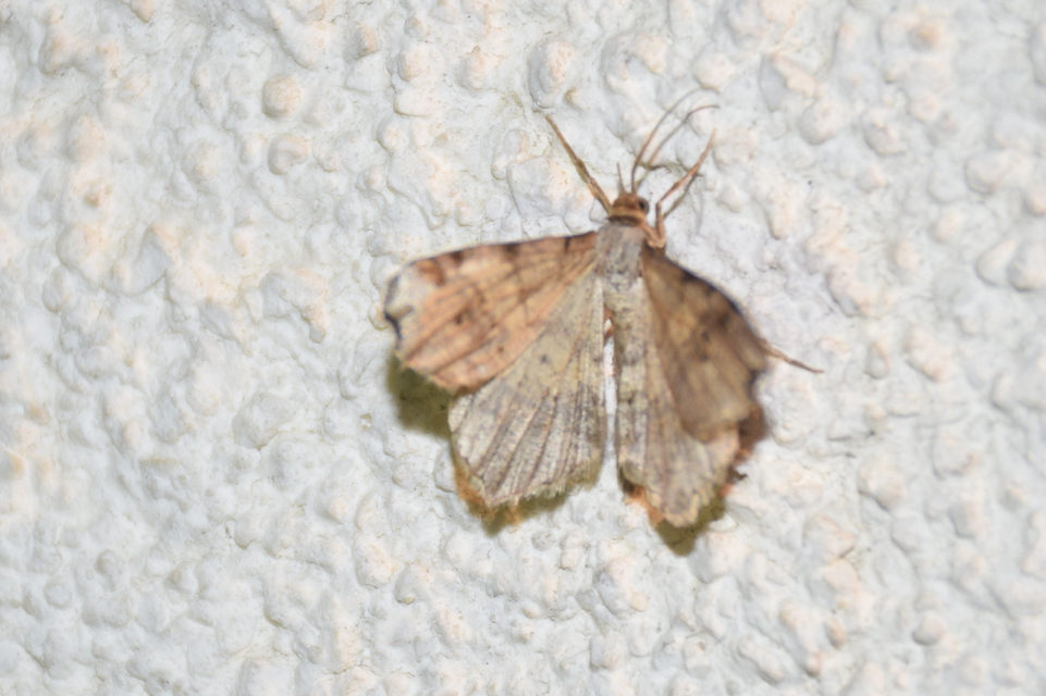 Macaria alternata - közönséges szürkearaszoló