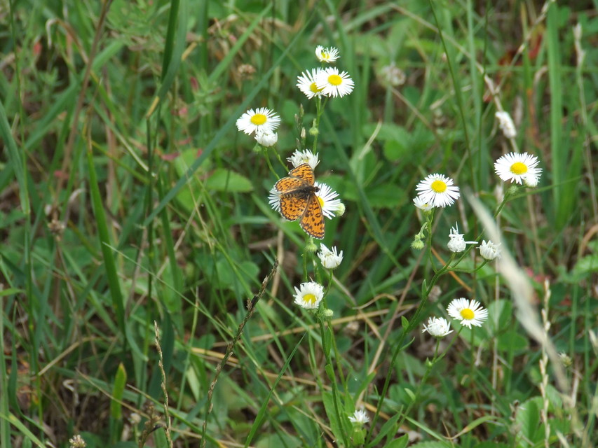 Melitaea trivia - kis tarkalepke