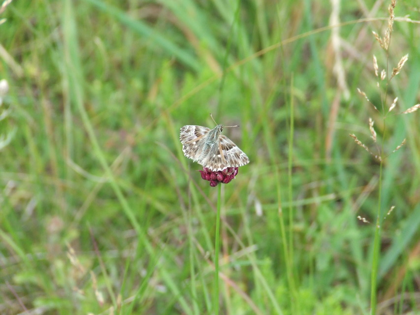 Carcharodus floccifera - pemetefű-busalepke
