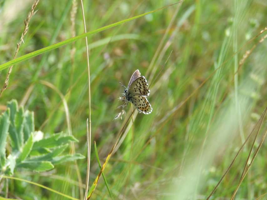 Scolitantides orion - szemes boglárka