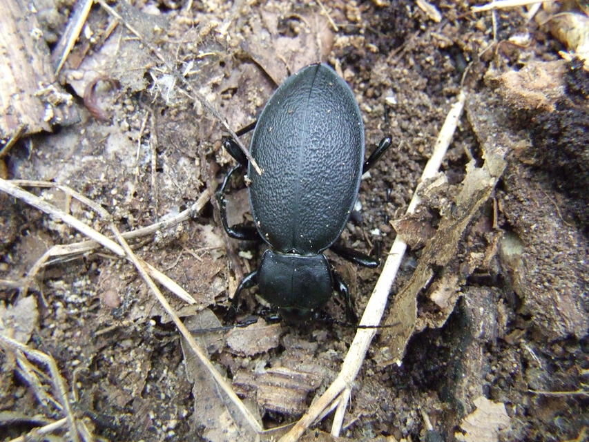 Carabus coriaceus - bőrfutrinka