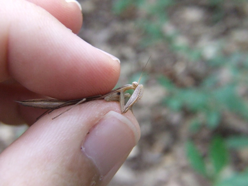 Mantis religiosa - imádkozósáska