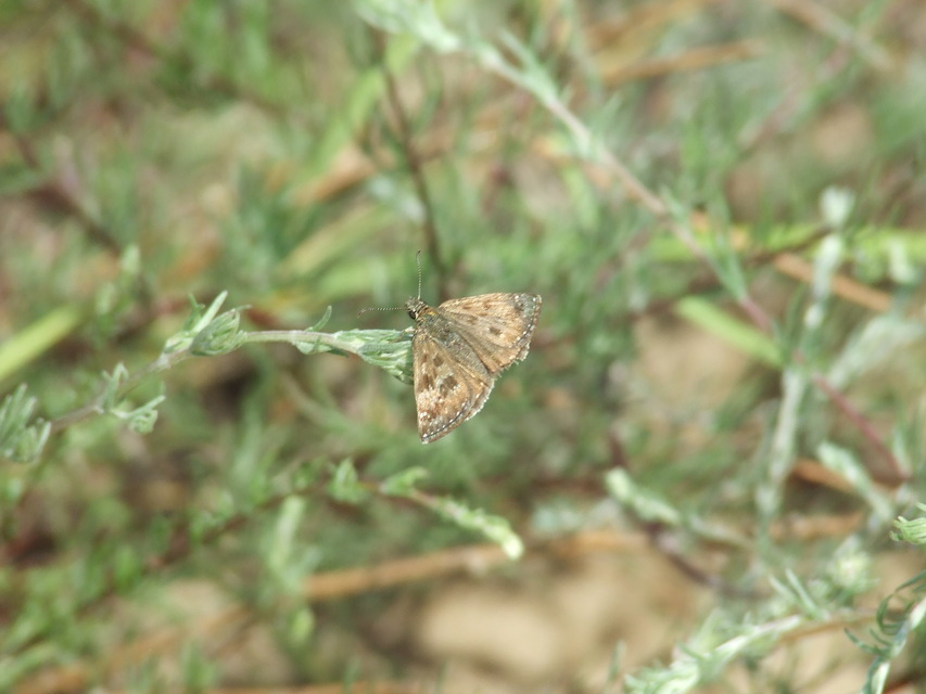 Erynnis tages - cigánylepke